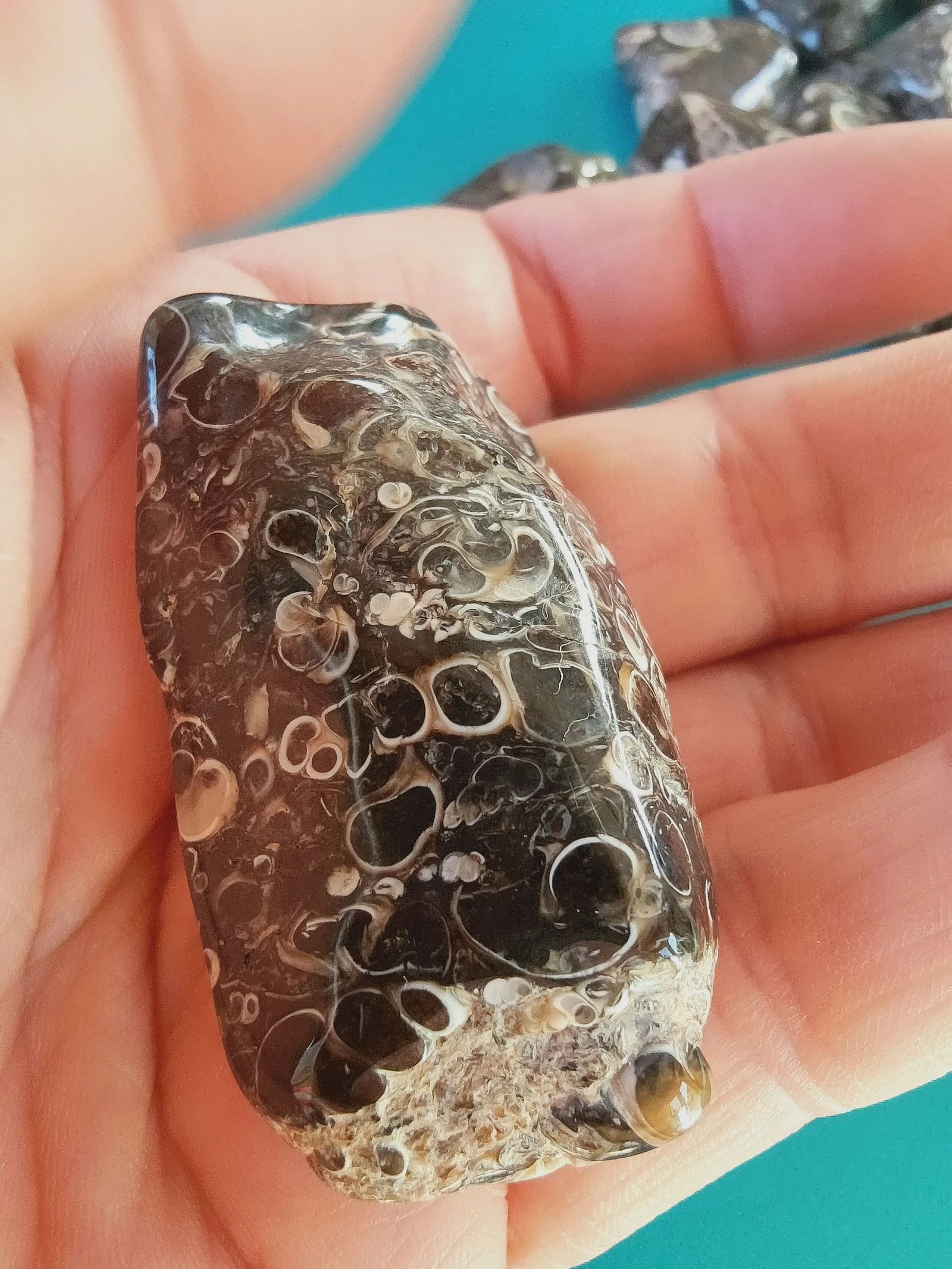 Een zeer mooie agate turitelle – photo 6